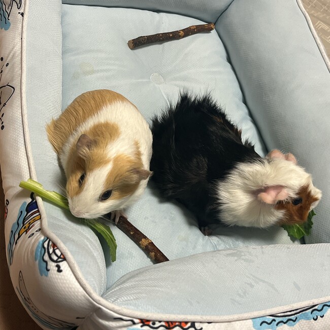 彩圭のカバー写真