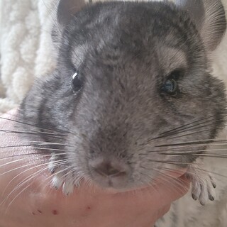 募集停止 チンチラ ♂ グレー 母親似