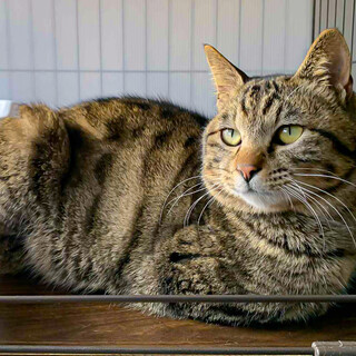 超甘えん坊なキジトラ男子「ユービック」くん