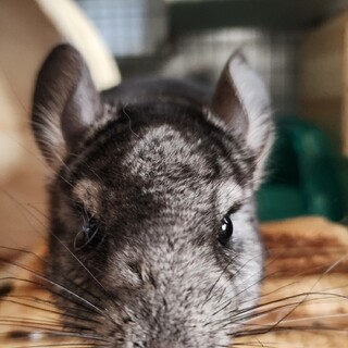 募集停止 チンチラ ♂ グレー