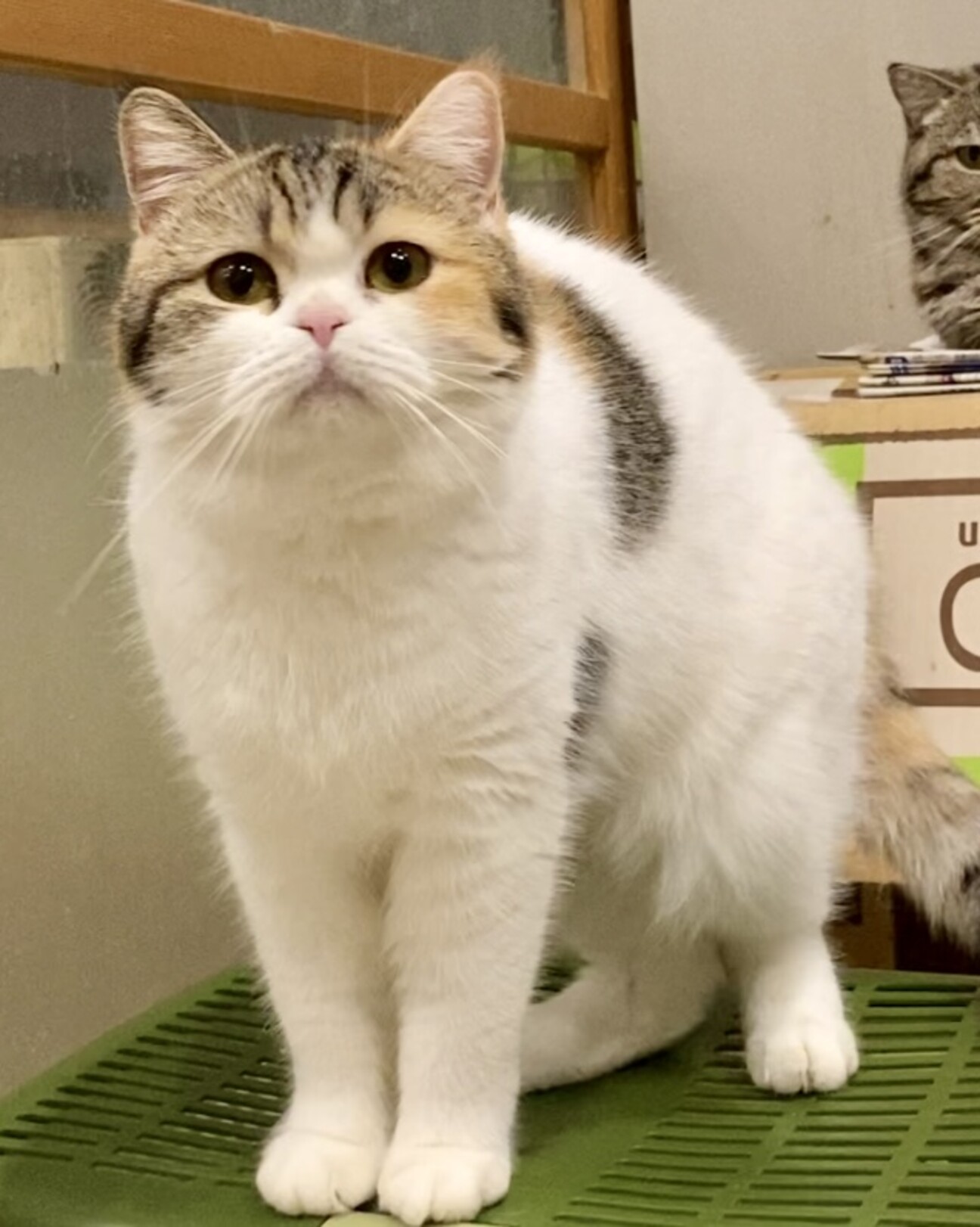 おうち決定！アメリちゃん サムネイル1