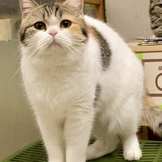 おうち決定！アメリちゃん