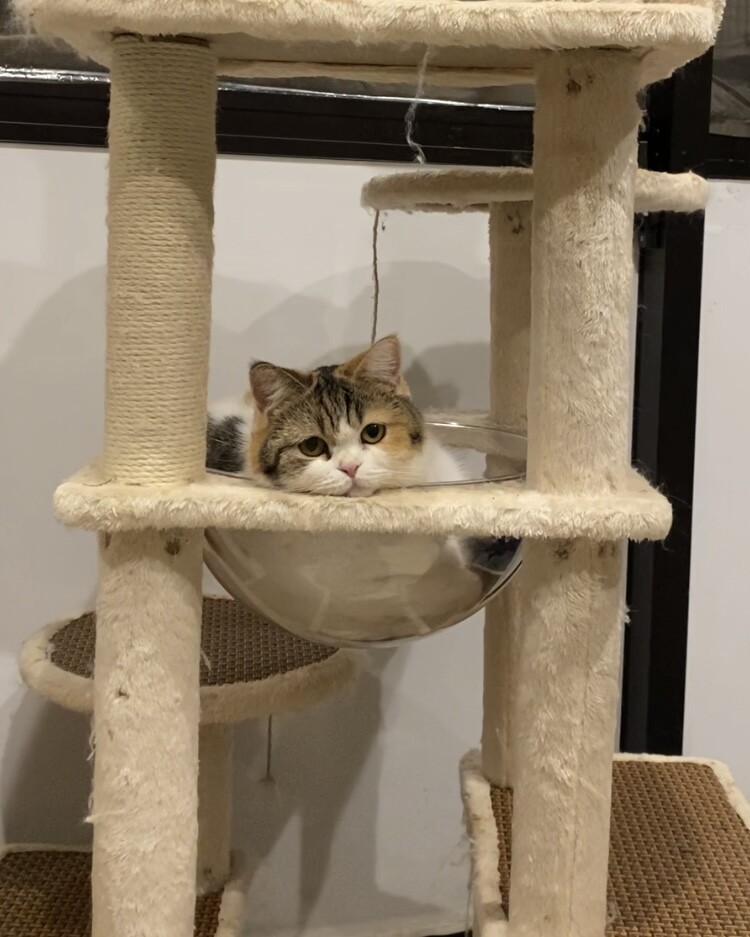 おうち決定！アメリちゃん サムネイル2