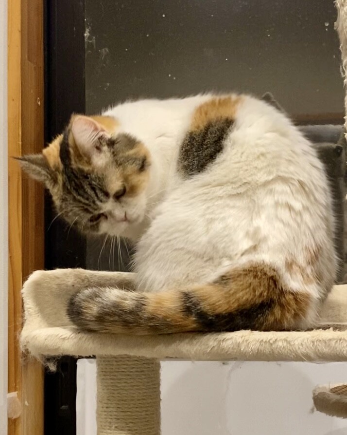 おうち決定！アメリちゃん サムネイル3