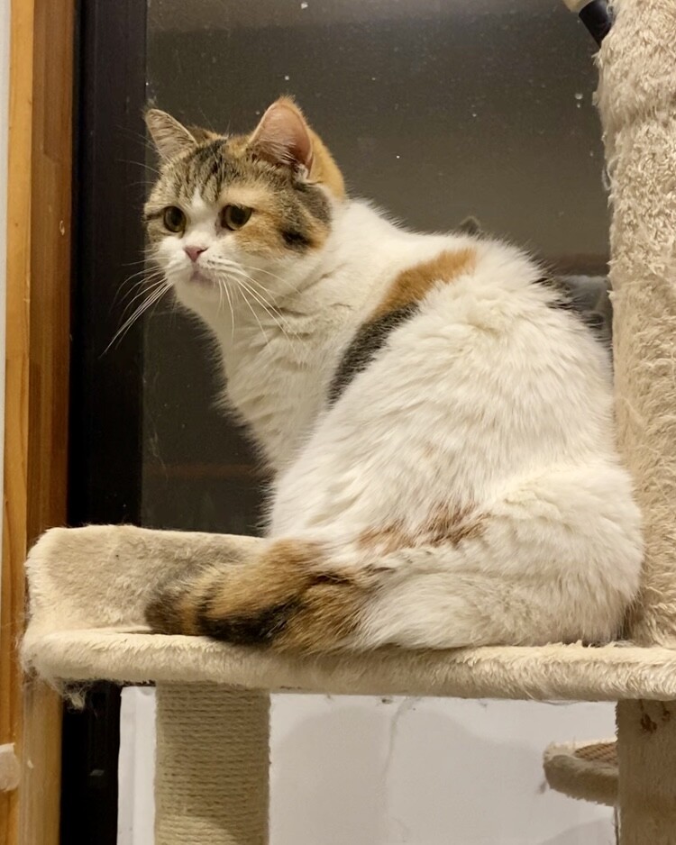 おうち決定！アメリちゃん サムネイル4