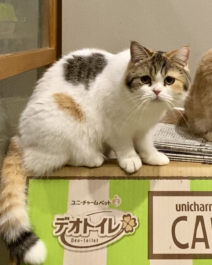 おうち決定！アメリちゃん サムネイル5