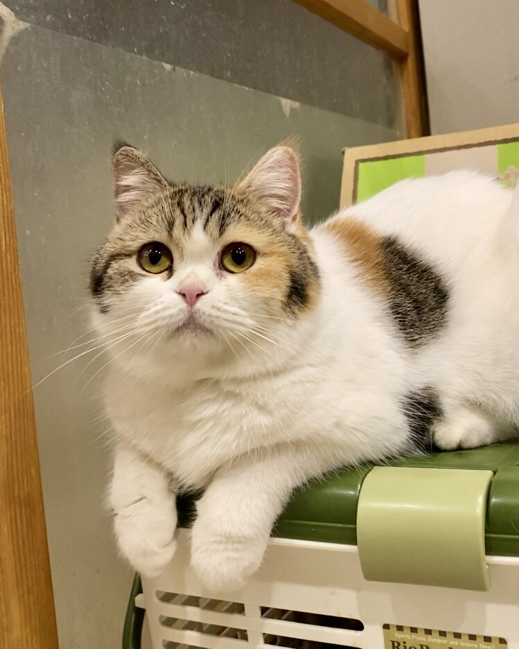 おうち決定！アメリちゃん サムネイル6