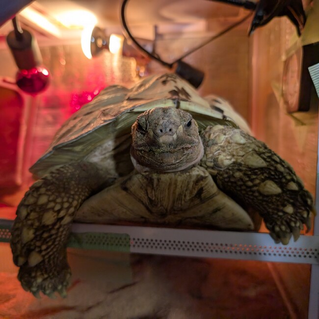 リクガメほのぼののカバー写真