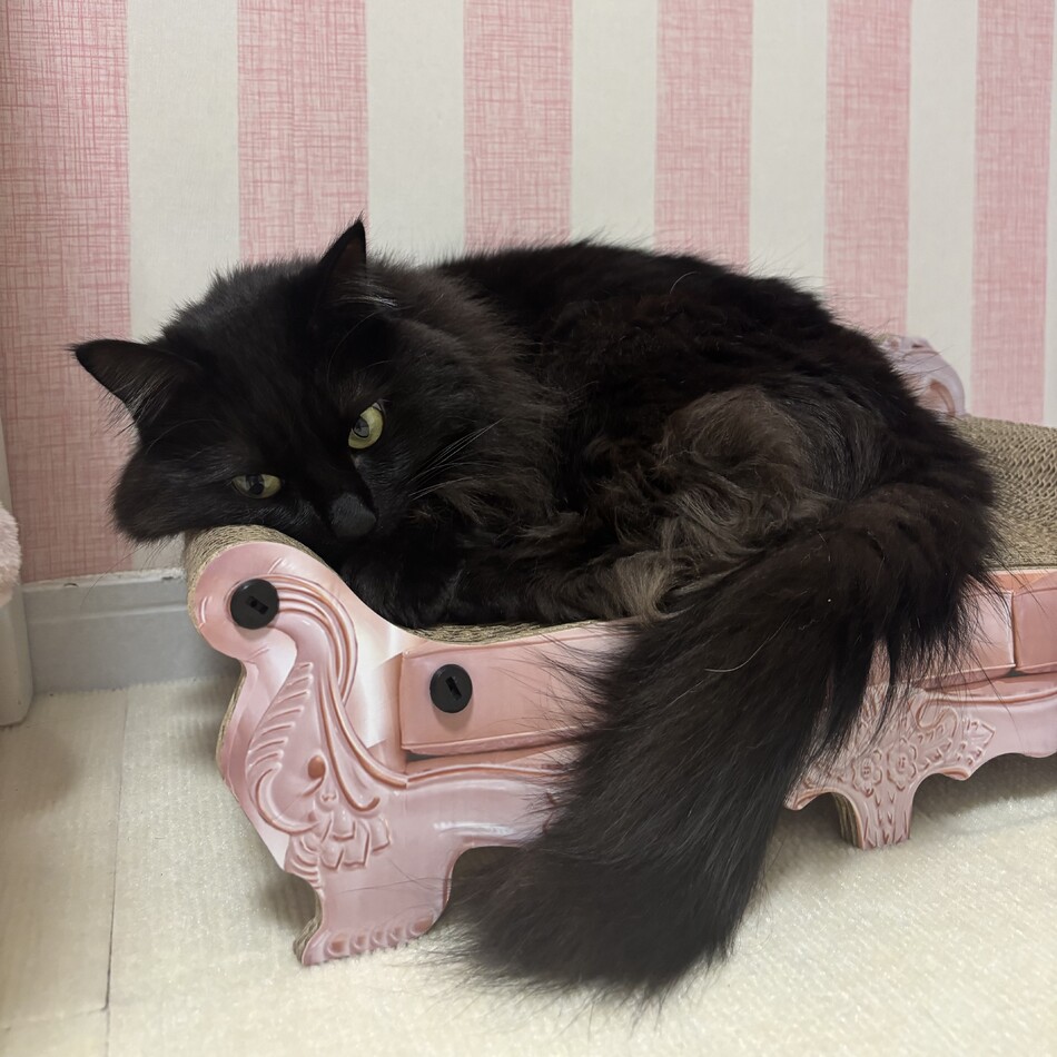 めろんのカバー写真