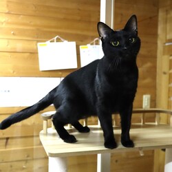 保護猫譲渡会@林屋動物診療室総合医療センター サムネイル2