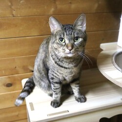 保護猫譲渡会@林屋動物診療室総合医療センター サムネイル3