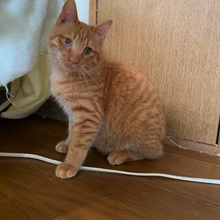 ぽってりもふもふ手触り抜群！石松君 去勢MC済