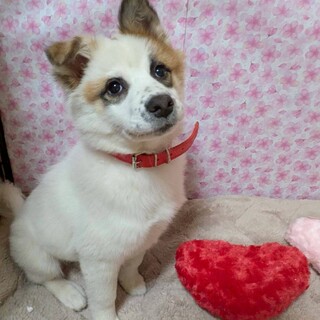 このキュートさ伝わるかなぁ☆初春（はつはるちゃん）