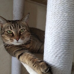 「トラビス、チャッピー保護日記8　2025年まとめ」サムネイル1