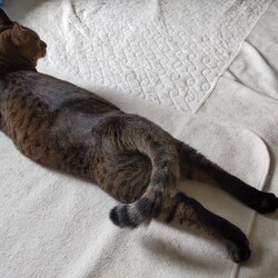 「トラビス、チャッピー保護日記8　2025年まとめ」サムネイル2