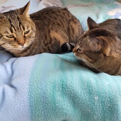 「トラビス、チャッピー保護日記8　2025年まとめ」サムネイル3