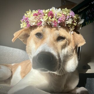 垂れ耳と困り顔がチャームポイント【たね】