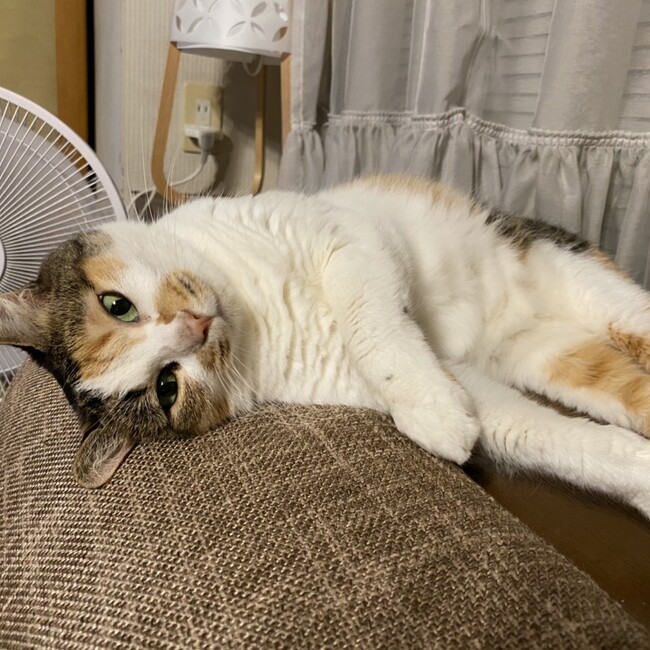 しみちゃーのカバー写真