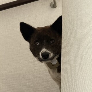 慎重派だけどおちゃめな一面も【むさし】