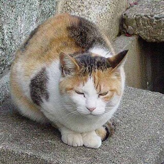 ハチワレ　メス