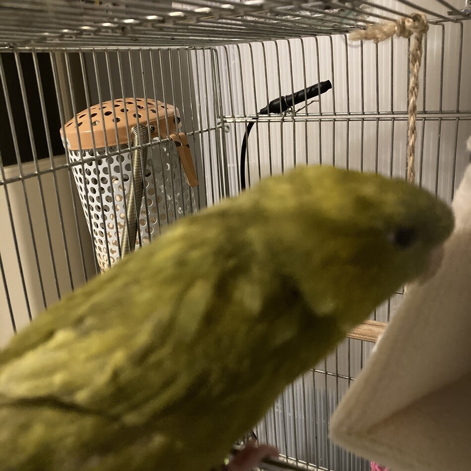 ベビ子のカバー写真