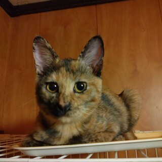 避妊手術済み。おてんばエルちゃん♪