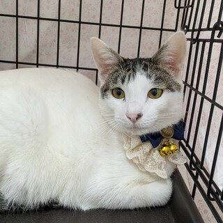 4月5日譲渡会参加、穂（みのり）くん