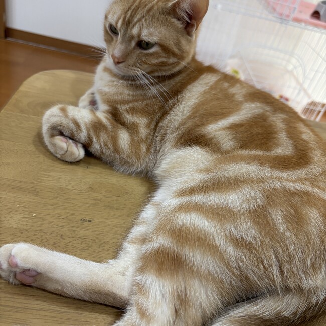 nakatunonakaのカバー写真