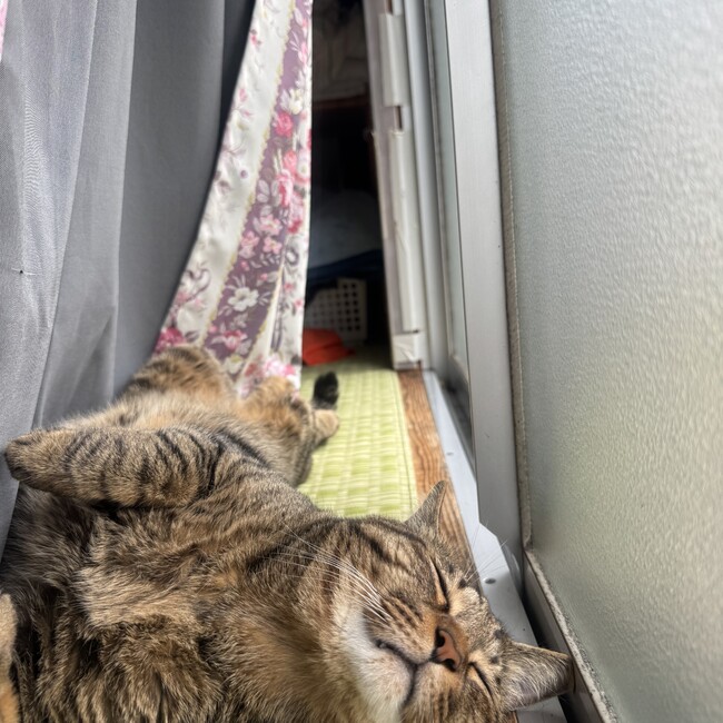 nmmgのカバー写真