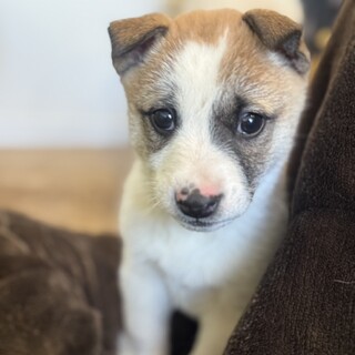 お鼻の肉球マークがかわいい女の子