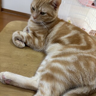 里親募集してます。