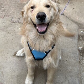 遊ぶの大好き男の子ゴールデン