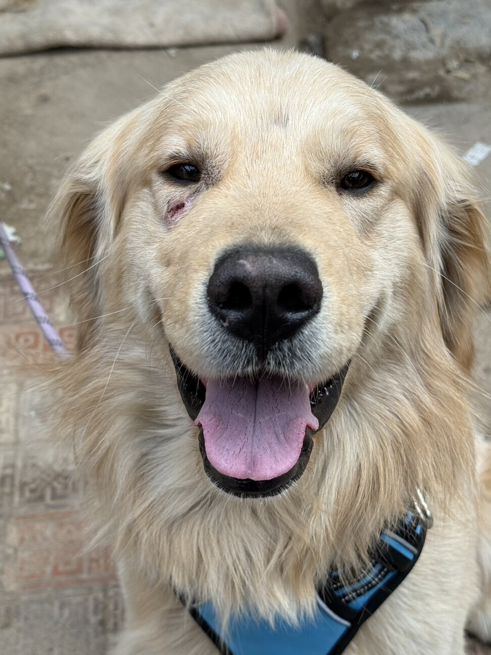 遊ぶの大好き男の子ゴールデン サムネイル2