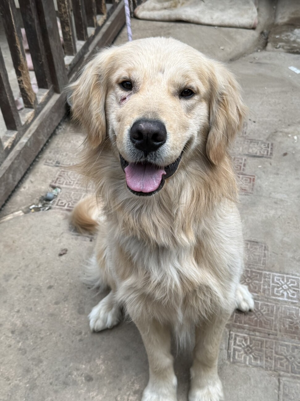 遊ぶの大好き男の子ゴールデン サムネイル3