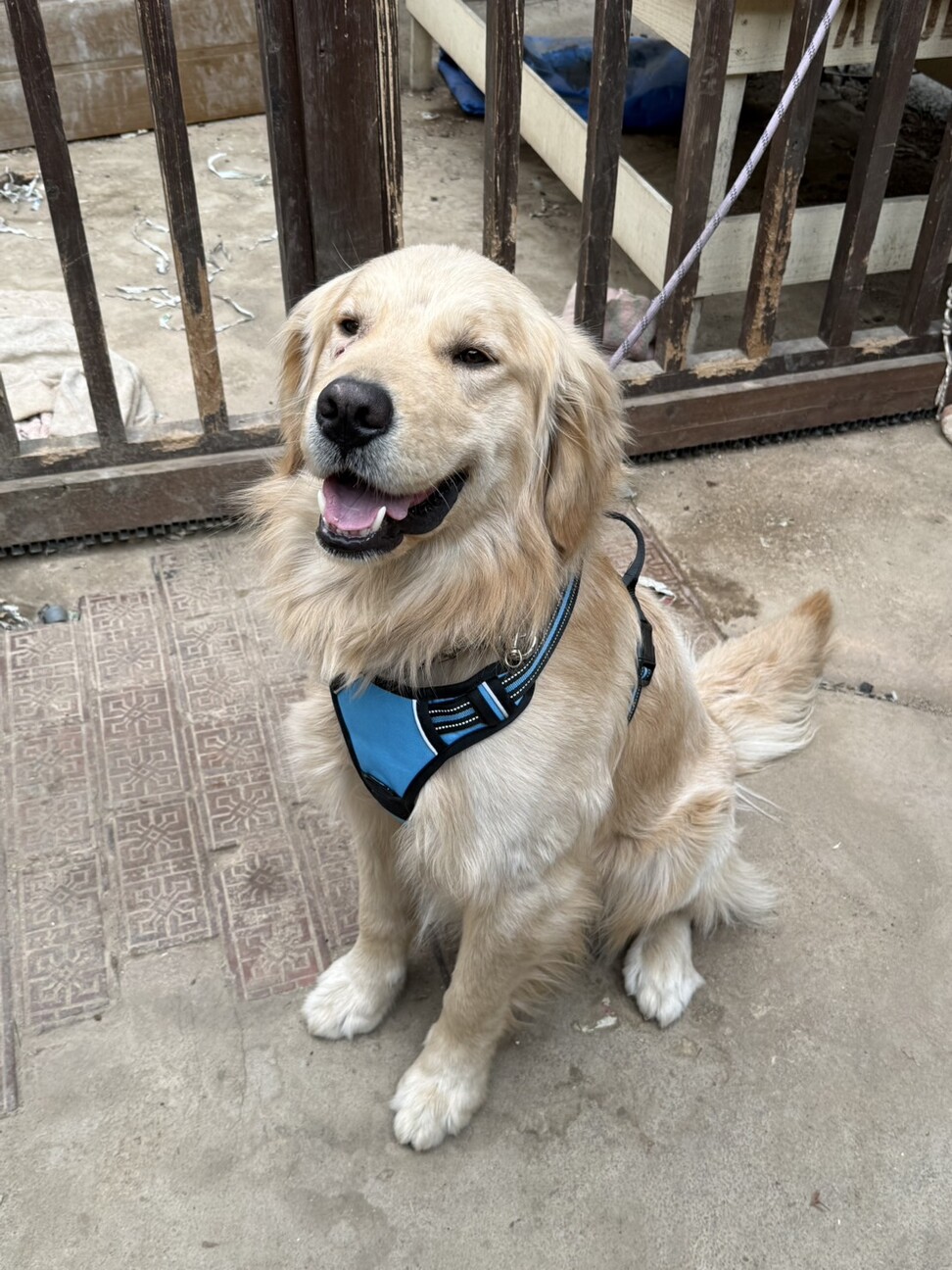 遊ぶの大好き男の子ゴールデン サムネイル4