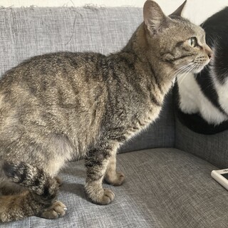 臆病で大人しい女の子