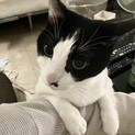 大人しく甘えん坊な男の子です