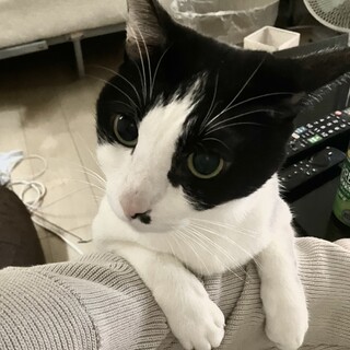 大人しく甘えん坊な男の子です