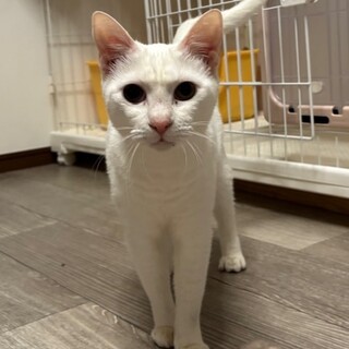 撫でられる事が大好き！フミフミしちゃうコッペちゃん