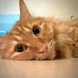 長毛茶トラ おっとりおだやか甘えん坊