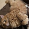 長毛茶トラ おっとりおだやか甘えん坊 サムネイル3