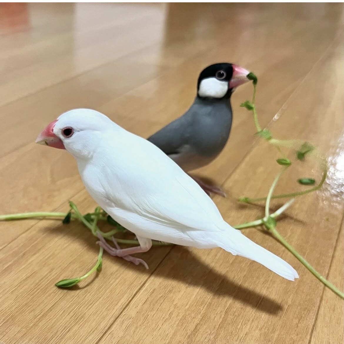 2歳白文鳥オス 1歳桜」奈良県 - 鳥の里親募集(535137) 4枚目の画像