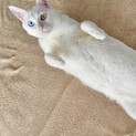 白猫オッドアイ もちもち大福みたいな子