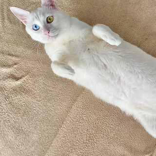 白猫オッドアイ もちもち大福みたいな子
