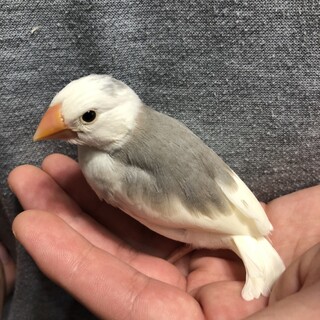 文鳥ひなを譲ります！