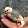 文鳥ひなを譲ります！ サムネイル1