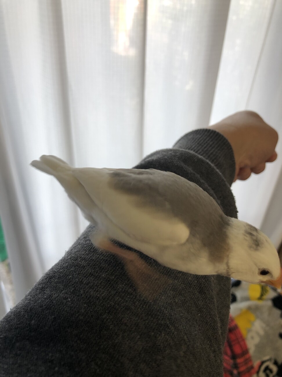 文鳥ひなを譲ります！ サムネイル2