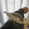 文鳥ひなを譲ります！ サムネイル2
