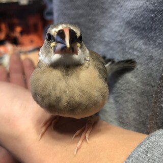 文鳥ヒナを譲ります！