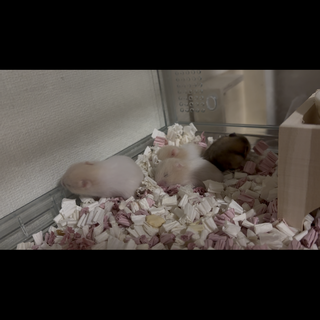 ノーマル&クリームバンデッドハムスター